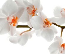 Crédence Branche d'orchidée