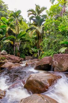 Crédence Forêt tropicale et rapides