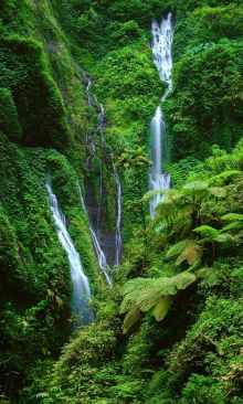 Crédence Cascade dans la jungle