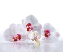 Crédence Orchidées blanches