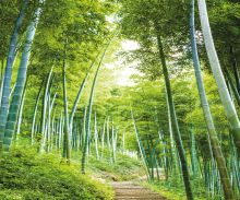 Crédence Forêt de bambou vert