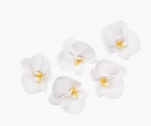 Crédence Fleurons phalaenopsis